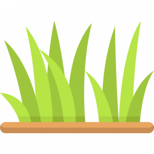 grass